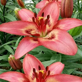 lilia-azjatycka-dwukolorowa-tinilco-1-szt-lilie-cebule-lilii-cebulki