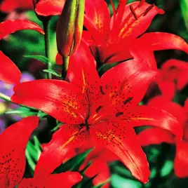 lilia-azjatycka-czerwona-xxl-1-szt-lilie-duze-cebule-lilii-cebulki