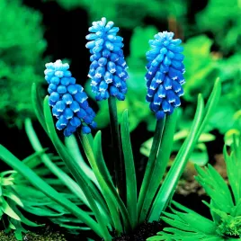 muscari-szafirek-dark-eyes-10-szt-szafirki-cebulki-cebule-szafirkow
