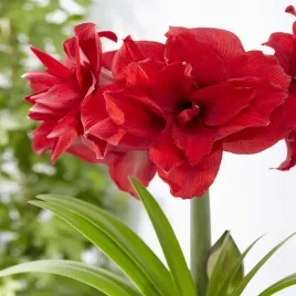 hippeastrum-zwartnica-amarylis-amarantia-1-szt-cebule-cebula-amarylisy