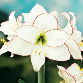 hippeastrum-zwartnica-amarylis-picotee-1-szt-cebule-cebula-amarylisy