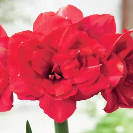 hippeastrum-zwartnica-amarylis-double-delicious-1-szt-cebule-amarylisy