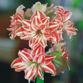 hippeastrum-zwartnica-amarylis-pelny-dancing-queen-1-szt-cebule-amarylisy