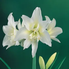 hippeastrum-zwartnica-amarylis-pelny-jewel-1-szt-cebule-cebula-amarylisy