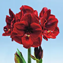 hippeastrum-zwartnica-amarylis-benfica-1-szt-cebule-cebula-amarylisy