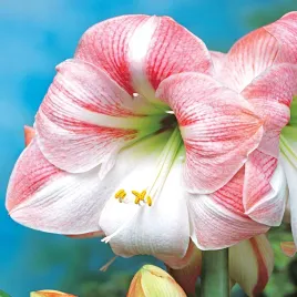 hippeastrum-zwartnica-amarylis-apple-blossom-1-szt-cebule-cebula-amarylisy