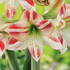 hippeastrum-zwartnica-amarylis-ambiance-1-szt-cebule-cebula-amarylisy