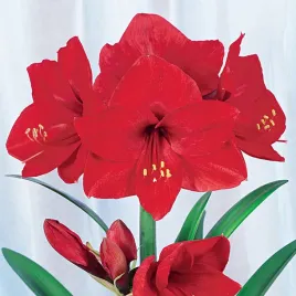 hippeastrum-zwartnica-amarylis-red-lion-1-szt-cebule-cebula-amarylisy