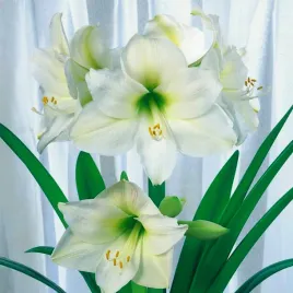 hippeastrum-zwartnica-amarylis-mount-blanc-1-szt-cebule-cebula-amarylisy