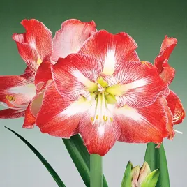 hippeastrum-zwartnica-amarylis-minerva-1-szt-cebule-cebula-amarylisy