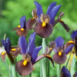 irys-kosaciec-holenderski-tigereye-10-szt-cebulki-irysy-irysow