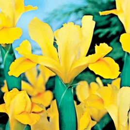 irys-kosaciec-holenderski-golden-harvest-10-szt-cebulki-irysy-irysow