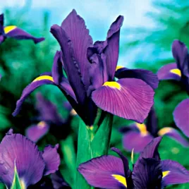 irys-kosaciec-holenderski-purple-sensation-10-szt-cebulki-irysy-irysow