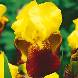 irys-germanica-brodkowy-accent-1-szt-irysy-sadzonki-irysow-kosaciec