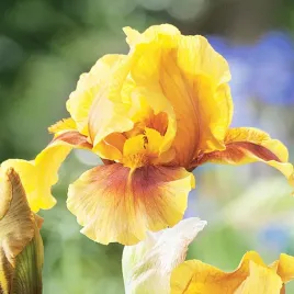 irys-germanica-brodkowy-golden-muffin-1-szt-irysy-sadzonki-irysow-kosaciec