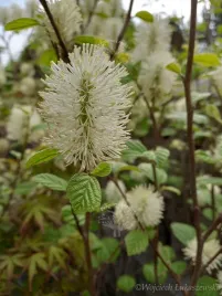 fotergilla-mieszancowa-beaver-creek-jesienne-wybarwienie