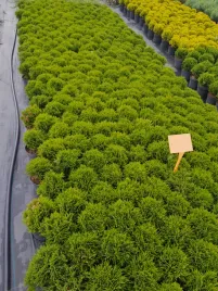 tuja-danika-thuja-danica-2l