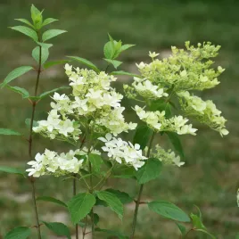 hortensja-bukietowa-dentelle-de-gorron