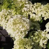 hortensja-bukietowa-bombshell