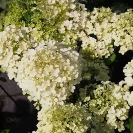 hortensja-bukietowa-bombshell