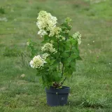 hortensja-bukietowa-bombshell-kolor-kwiatow-biale