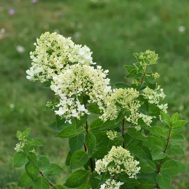 hortensja-bukietowa-bombshell-rodzaj-rosliny-hortensje