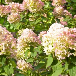 hortensja-bukietowa-unique