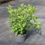 hortensja-bukietowa-unique-rodzaj-rosliny-hortensje