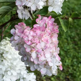 hortensja-bukietowa-melba-fraise