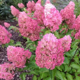 hortensja-bukietowa-sundae-fraise