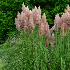 trawa-pampasowa-rozowa