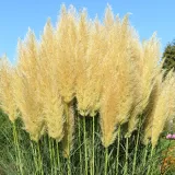 trawa-pampasowa-biala