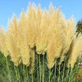 trawa-pampasowa-biala