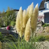 trawa-pampasowa-biala-waga-z-opakowaniem-3-kg