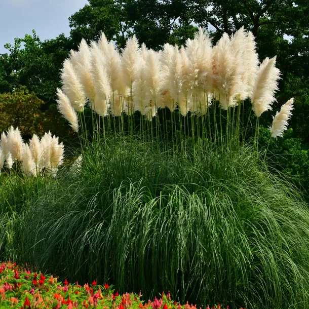 trawa-pampasowa-biala-roslina-w-postaci-sadzonka-w-pojemniku-2-3l