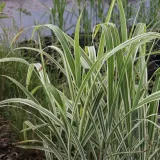 miskant-chinski-cosmopolitan