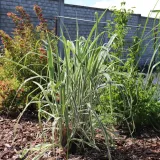 miskant-chinski-cosmopolitan-waga-z-opakowaniem-3-kg