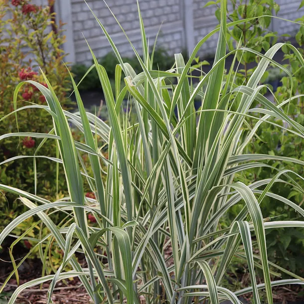 miskant-chinski-cosmopolitan-roslina-w-postaci-sadzonka-w-pojemniku-2-3l