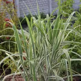 miskant-chinski-cosmopolitan-roslina-w-postaci-sadzonka-w-pojemniku-2-3l