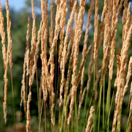 trzcinnik-ostrokwiatowy-karl-foerster