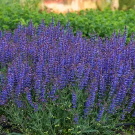 szalwia-omszona-carina