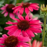 jezowka-pearl-magenta