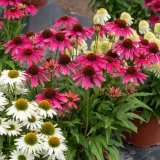 jezowka-pearl-magenta-rodzaj-rosliny-inny