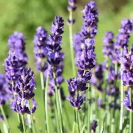 lawenda-waskolistna-hidcote