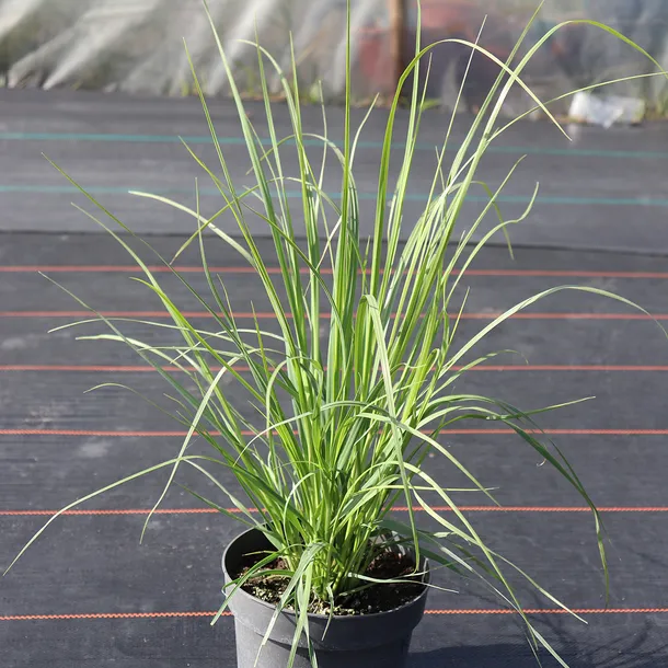 trawa-pampasowa-biala-wysokosc-sadzonki-50-cm