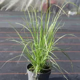 trawa-pampasowa-biala-wysokosc-sadzonki-50-cm