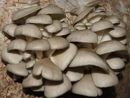 boczniak-ostrygowaty-grzybnia-na-kolkach-100-szt