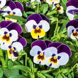 fiolek-rogaty-johny-jump-up-nasiona-kwiatow-kwiaty-ozdobne-fiolki