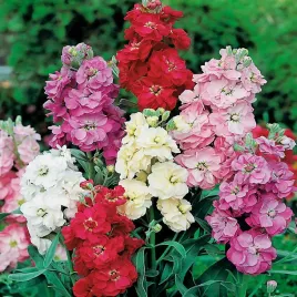 lewkonia-mieszanka-mix-pachnace-pelne-kwiaty-latwa-uprawa-nasiona-lewkoni