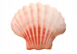 muszelka-pluszowa-muszla-50x40xcm-poduszka-dekoracyjna-rozowa